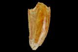 Serrated, Raptor Tooth - Real Dinosaur Tooth #124269-1